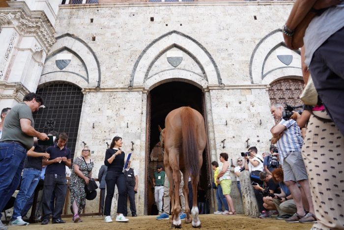 Palio 2 luglio, tutti presenti all'entrone i 35 cavalli ammessi alla Tratta