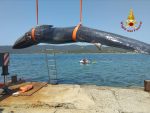Recuperata la balenottera morta nel porto di Talamone