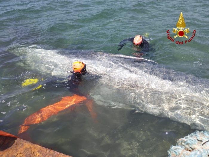 Balenottera morta a Talamone, Marsili: "Pensiamo al morbillivirus come causa principale"