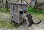 Siena, rubano una casina per gatti in strada di Peragna