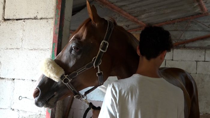 Palio, Veranu: cavallo dalle mille soddisfazioni, il barbero di Sandro Chiti va a riposo fino a metà gennaio