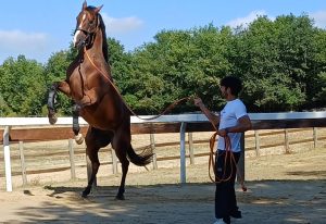 Palio di Siena 16 agosto, seconda giornata di previsite alla clinica del Ceppo - La gallery