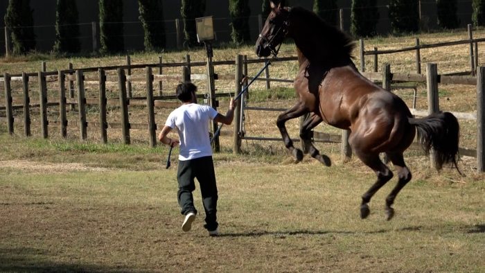 Palio di Siena 16 agosto, Carboni: "Tale e Quale sta bene ed è in forma, vediamo se avrà un'altra possibilità"