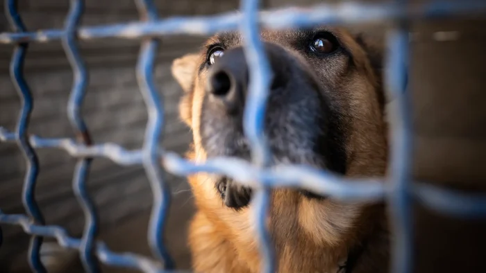 Canile Murlo, Pacciani: "Bene accordo tra comuni. L’attenzione per gli animali è segno di civiltà”