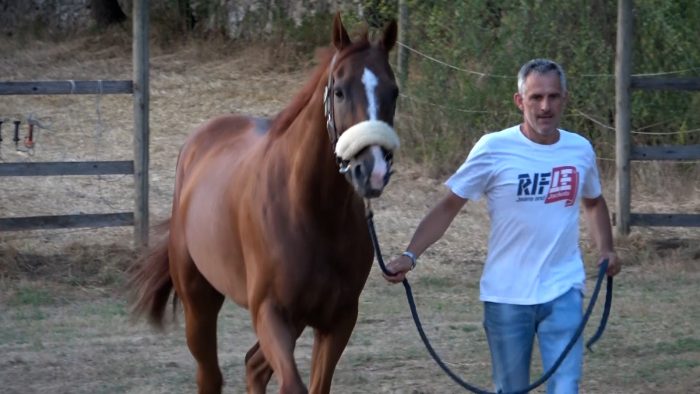 Palio di Siena 16 agosto, Chiti: "Veranu sta bene, pronto per un'altra carriera"