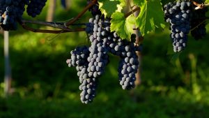 Maltempo a Siena, Taddei (Cia): "Compromessa la parte finale della vendemmia"