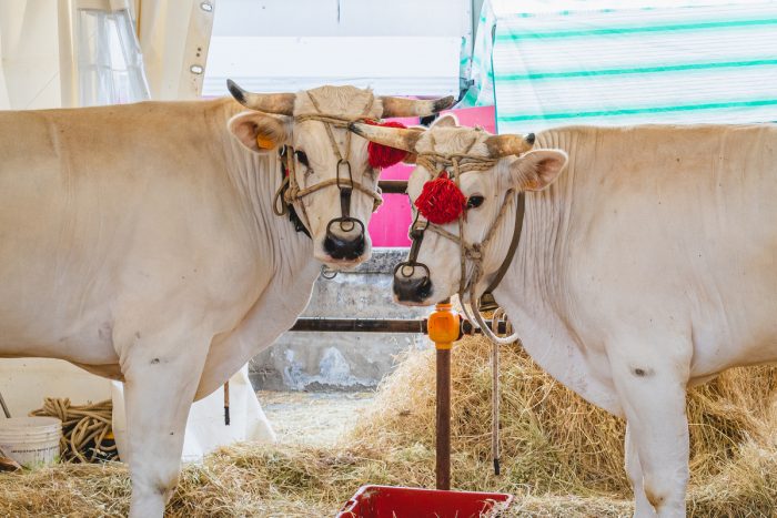 Sinalunga, la centenaria Fiera alla Pieve promuove il territorio e celebra le tradizioni