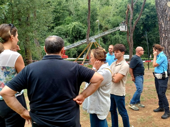 Cade ramo di pino, tragedia sfiorata al parco del Vallone a Poggibonsi . Verifiche in corso del Comune