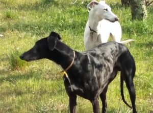 Cani sbranati dai Pitbull a Siena, oltre 2mila firme per chiedere pene più severe per i padroni