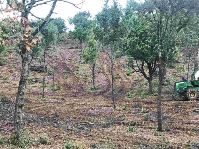 Il GrIG chiede controlli sui tagli boschivi nella riserva naturale di Ripa d’Orcia