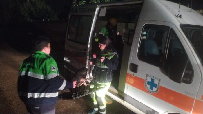 Maltempo a Siena, la corsa contro il tempo di Anpana per soccorrere gli animali. Salvato un cane intrappolato in un orto