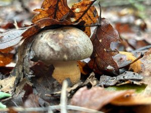 Funghi, 8 casi di intossicazione in tre giorni in provincia di Siena