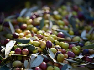 Olio, Fedagripesca Toscana: "Rischio scarsa quantità, la resa delle olive è ai minimi storici"