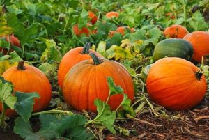 Halloween "da incubo" per le zucche gialle nostrane, decimate dal maltempo