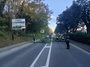 Siena: cade albero in Viale Toselli, traffico interrotto