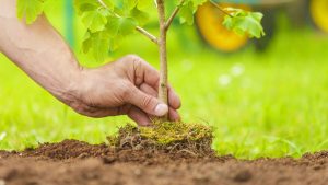 San Gimignano, un albero per ogni nato nel 2023 va ad arricchire il verde urbano