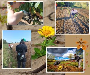 Monteriggioni: giornata di scambio, di racconto e di confronto su agricoltura sociale