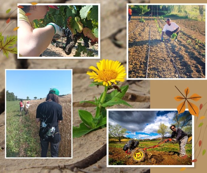 Monteriggioni: giornata di scambio, di racconto e di confronto su agricoltura sociale