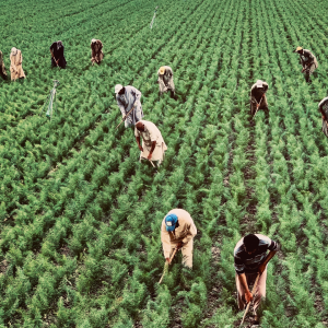 Caporalato in agricoltura, Biagianti (Flai Cgil): "Siena non esente. Lavoratori dal Pakistan e dal Bangladesh, ma non sono i soli coinvolti"