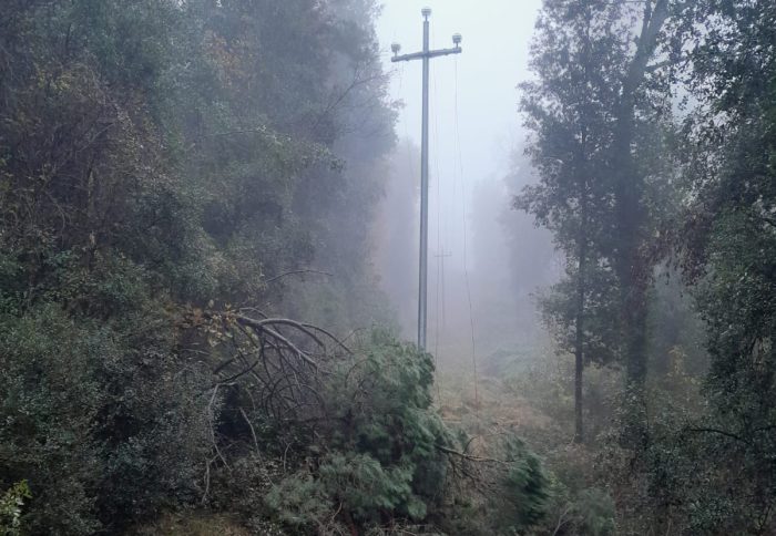 Albero cade sui cavi della corrente, notte all'addiaccio per 200 persone a Corsignano