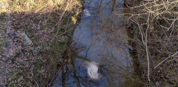 Siena, carcasse di animali in un fosso: la segnalazione