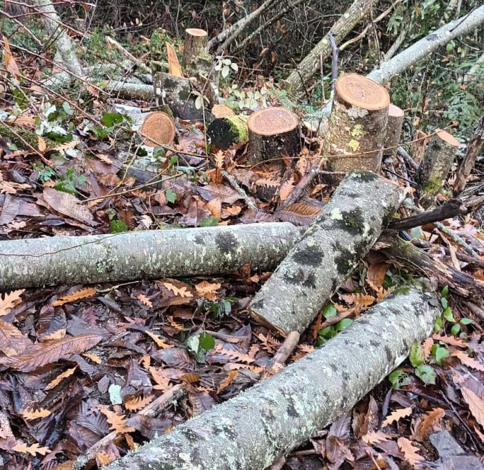 Castelnuovo Berardenga, il GrIG denuncia tagli boschivi abusivi