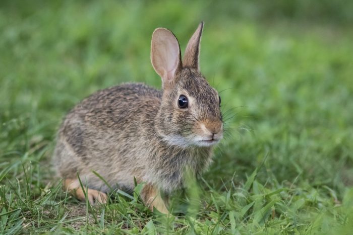 Sarteano, all'associazione "6 Zampe in Val d’Orcia" il servizio recupero cuccioli fauna selvatica per Unione Comuni Valdichiana Senese