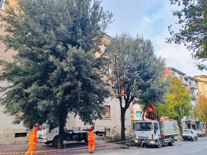 Siena: proseguono le potature alberi in zona ospedale, via delle Province e San Prospero