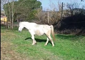 Siena: Gandalf non sarà più solo, è in arrivo un compagno per il cavallo bianco di Gallena