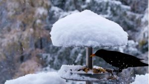 Giorni della Merla senza freddo, la primavera tarderà ad arrivare